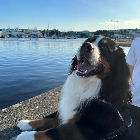 Vakantiehuis Dinnys Cottage, Free Parking, Bike Hire *